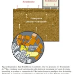 Oriolo et al. 2026b-7